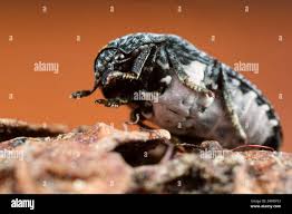 Attēlu rezultāti vaicājumam “Dermestes murinus”