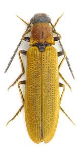 Attēlu rezultāti vaicājumam “Denticollis linearis”