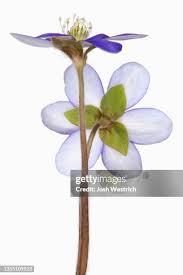 Attēlu rezultāti vaicājumam “Hepatica nobilis bud”