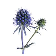 Attēlu rezultāti vaicājumam “Eryngium planum fruit”