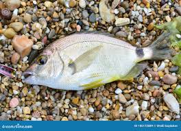 Image result for Diplodus ascensionis
