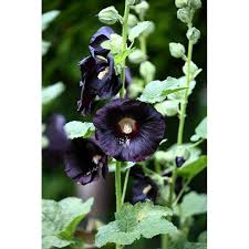 Image result for Alcea rosea nigra