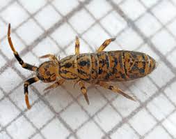 Attēlu rezultāti vaicājumam “Orchesella sp.”