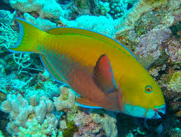 Image result for Chlorurus gibbus