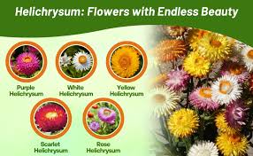 Image result for Helichrysum lindleyii