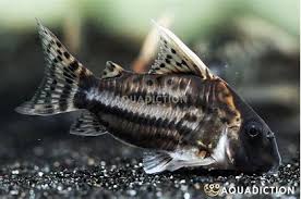 Image result for fish corydoras