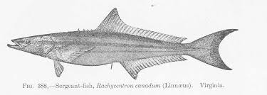 Image result for Rachycentron canadum