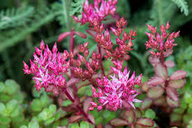 Attēlu rezultāti vaicājumam “Sedum pallidum flower”