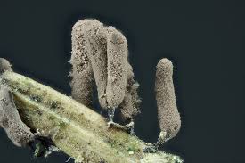 Attēlu rezultāti vaicājumam “Stemonitopsis hyperopta macro”