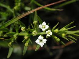 Attēlu rezultāti vaicājumam “Thesium alpinum leaf”