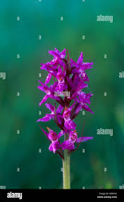 Attēlu rezultāti vaicājumam “Dactylorhiza russowii”