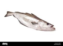 Image result for Pollachius pollachius