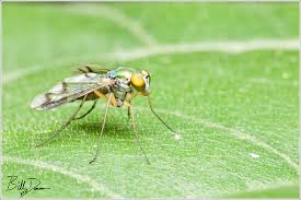 Attēlu rezultāti vaicājumam “Dolichopodidae”