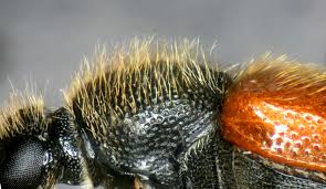 Attēlu rezultāti vaicājumam “Pseudovadonia livida”