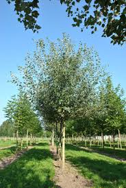 Attēlu rezultāti vaicājumam “Populus x canescens”