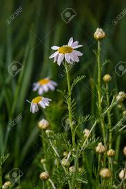 Attēlu rezultāti vaicājumam “Tripleurospermum inodorum flower”