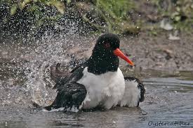 Attēlu rezultāti vaicājumam “Haematopus ostralegus”