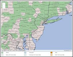 Image result for Adlumia cirrhosa