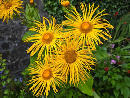 Attēlu rezultāti vaicājumam “Telekia speciosa bud”