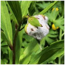 Attēlu rezultāti vaicājumam “Lilium martagon bud”