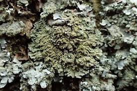 Attēlu rezultāti vaicājumam “Physconia enteroxantha”