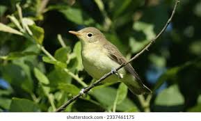 Attēlu rezultāti vaicājumam “Hippolais icterina adult”