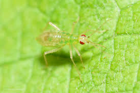 Attēlu rezultāti vaicājumam “Dicyphus sp.”
