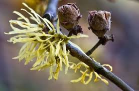 Attēlu rezultāti vaicājumam “Hamamelis”