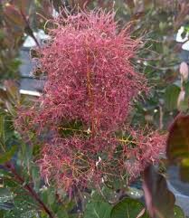 Attēlu rezultāti vaicājumam “Cotinus coggygria flower”