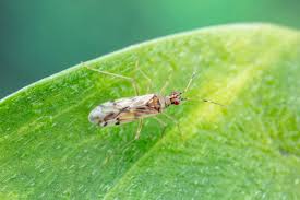 Attēlu rezultāti vaicājumam “Dicyphus sp.”