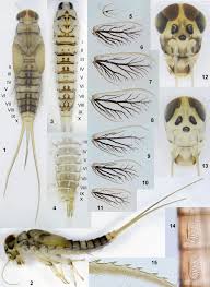 Attēlu rezultāti vaicājumam “Ephemeroptera larvae”