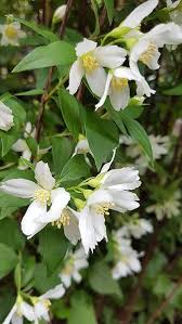 Attēlu rezultāti vaicājumam “Philadelphus lemoinei flower”