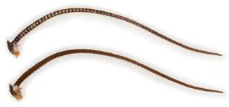 Attēlu rezultāti vaicājumam “Dypterygia scabriuscula”