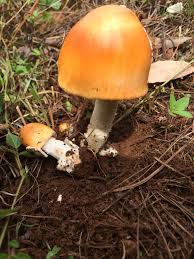 Attēlu rezultāti vaicājumam “Amanita crocea”