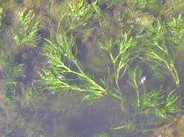 Attēlu rezultāti vaicājumam “Najadaceae”