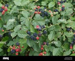 Image result for Rubus sectio