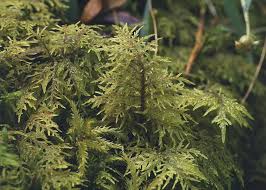 Attēlu rezultāti vaicājumam “Hylocomiastrum umbratum”