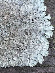 Attēlu rezultāti vaicājumam “Parmelina tiliacea”