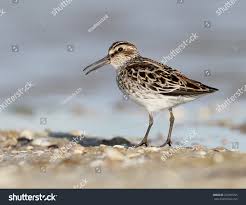 Attēlu rezultāti vaicājumam “Calidris falcinellus”