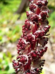 Attēlu rezultāti vaicājumam “Comatricha alta stalked”