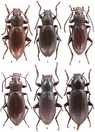 Attēlu rezultāti vaicājumam “Alleculidae”