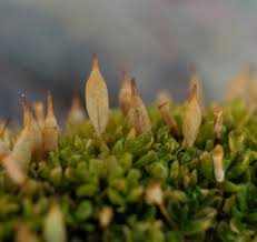 Attēlu rezultāti vaicājumam “Encalypta”