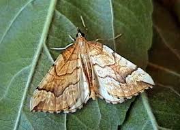 Attēlu rezultāti vaicājumam “Eulithis pyropata”