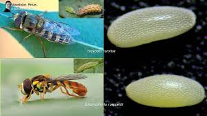 Attēlu rezultāti vaicājumam “Eupeodes corollae”