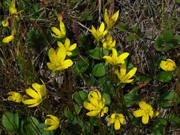 Attēlu rezultāti vaicājumam “Saxifraga hirculus”