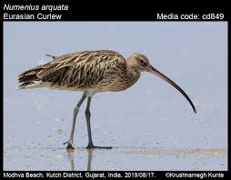 Attēlu rezultāti vaicājumam “Numenius arquata adult”