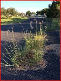 Attēlu rezultāti vaicājumam “Badhamia bethelii stalked”