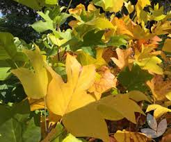Attēlu rezultāti vaicājumam “Liriodendron tulipifera leaf”