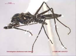 Attēlu rezultāti vaicājumam “Cricotopus male”