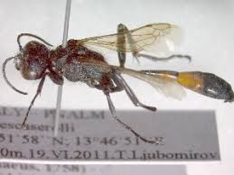 Attēlu rezultāti vaicājumam “Ammophila sp.”